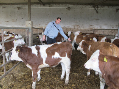 Tov teladi – isplativa grana poljoprivrede Tov teladi – isplativa grana poljoprivrede