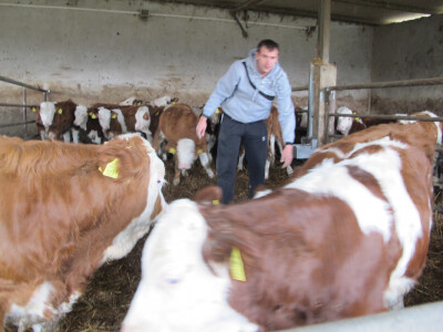 Tov teladi – isplativa grana poljoprivrede Tov teladi – isplativa grana poljoprivrede