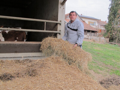 Tov teladi – isplativa grana poljoprivrede Tov teladi – isplativa grana poljoprivrede