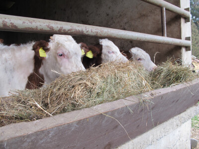 Tov teladi – isplativa grana poljoprivrede Tov teladi – isplativa grana poljoprivrede