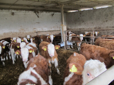 Tov teladi – isplativa grana poljoprivrede Tov teladi – isplativa grana poljoprivrede