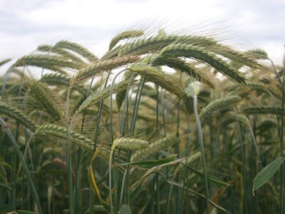 Dan polja strnih žita BC Hibrida