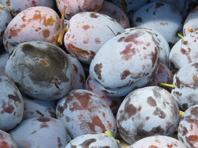 Manifestacija "Plodovi ljeta 2022" u Prijedoru