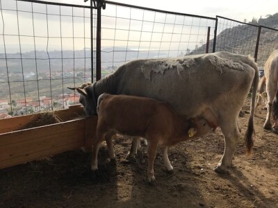 OPG Roguljić u Kučinama proizvodi med i pčelinje proizvode, soparnik, maslinovo ulje i suhe smokve te uzgaja buše