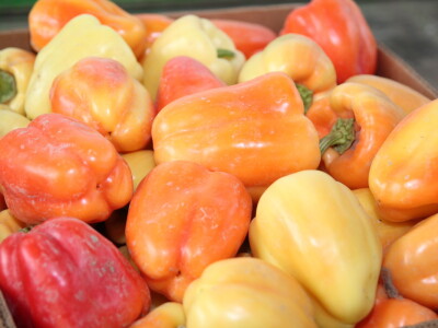 Plastenici Dimitrija Đurđevića iz Malih Radinaca