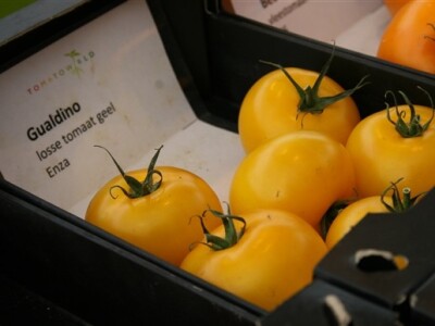 Posjet Nizozemskoj - Tomato World