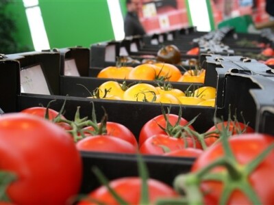 Posjet Nizozemskoj - Tomato World