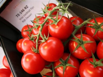 Posjet Nizozemskoj - Tomato World