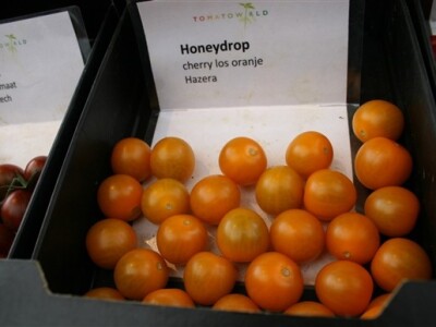 Posjet Nizozemskoj - Tomato World