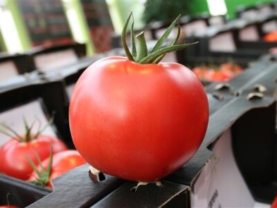 Posjet Nizozemskoj - Tomato World