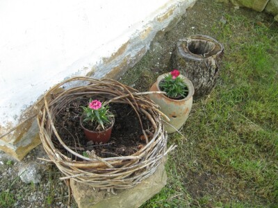 Umesto saksija Umesto saksija