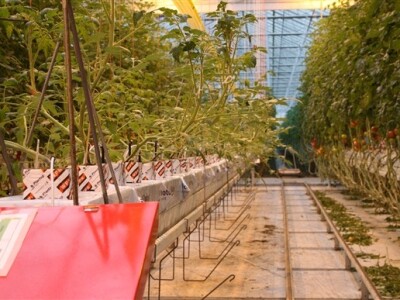 Posjet Nizozemskoj - Tomato World