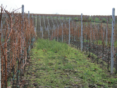 Mandićevac vinogorje