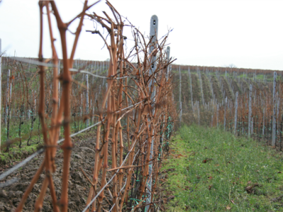 Mandićevac vinogorje