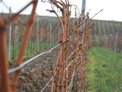 Mandićevac vinogorje