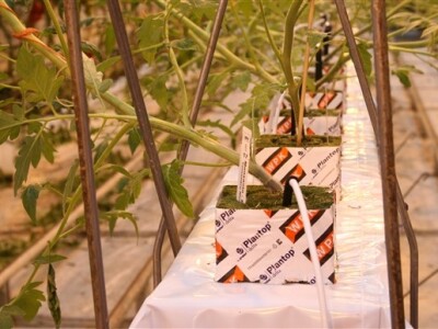 Posjet Nizozemskoj - Tomato World