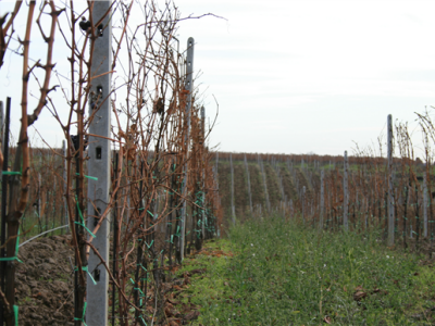 Mandićevac vinogorje