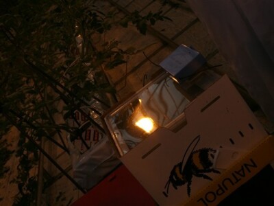 Posjet Nizozemskoj - Tomato World