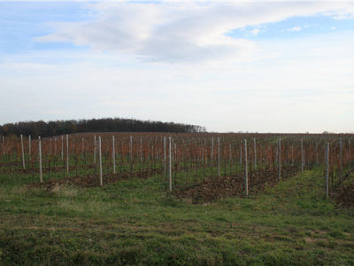 Mandićevac vinogorje