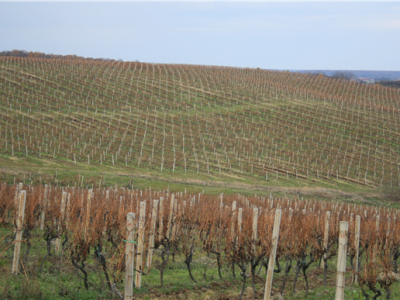 Mandićevac vinogorje