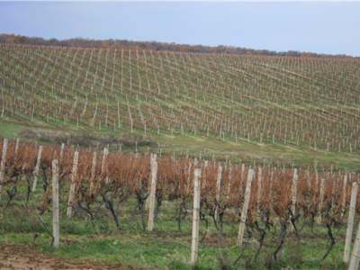 Mandićevac vinogorje