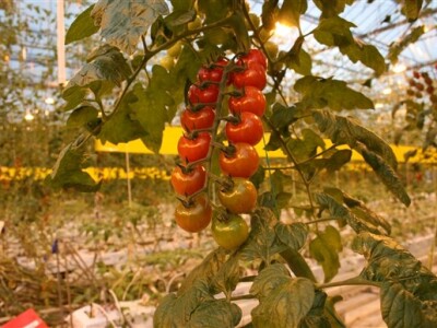 Posjet Nizozemskoj - Tomato World