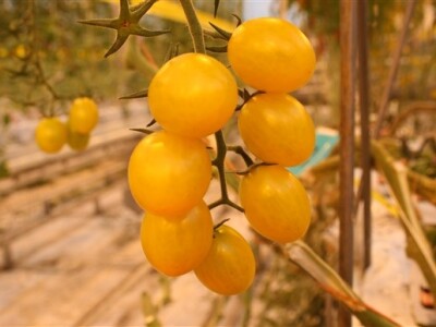 Posjet Nizozemskoj - Tomato World