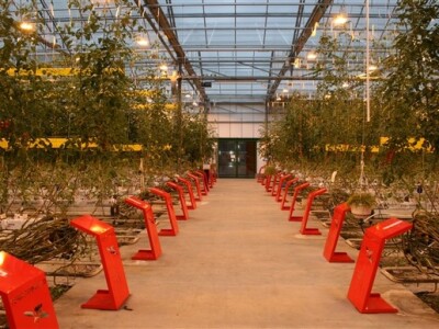 Posjet Nizozemskoj - Tomato World