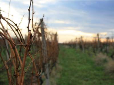 Mandićevac vinogorje