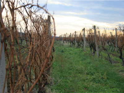 Mandićevac vinogorje