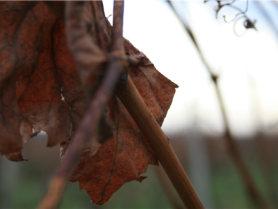 Mandićevac vinogorje