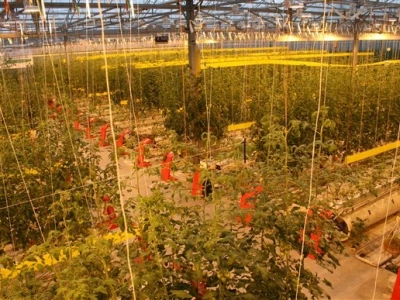 Posjet Nizozemskoj - Tomato World