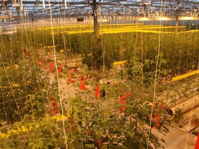 Posjet Nizozemskoj - Tomato World