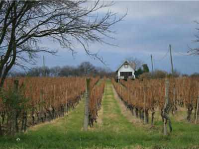 Mandićevac vinogorje
