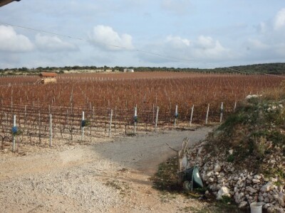 Korištenje organskog otpada u proizvodnji vina