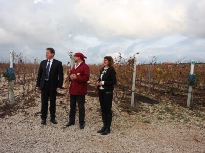 Korištenje organskog otpada u proizvodnji vina