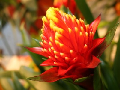 Posjet Nizozemskoj - Hortifair