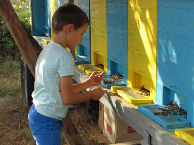 Neven se druži sa pčelama