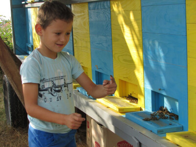 Neven među pčelama