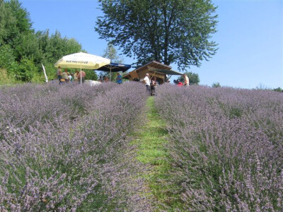 Prelijepo je prošetati ovim poljem