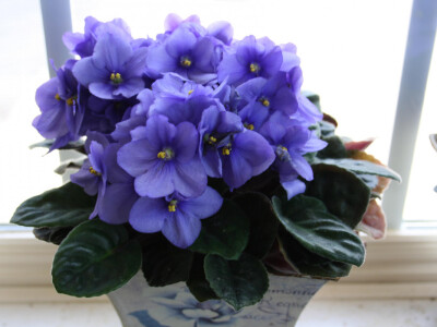 Afrička ljubičica Afrička ljubičica