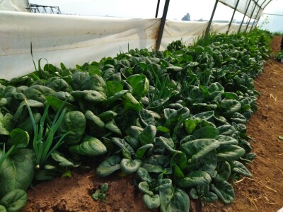 Studenti PPF-a u Sarajevu  donirali proizvedeno povrće