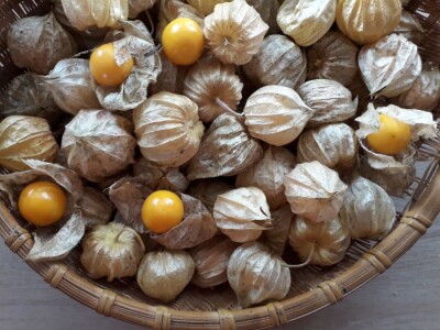 Niko ne zna zašto je Nadin paradajz žut, ni koju dinju uzgajaju