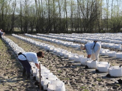 Radnici se brinu za maline