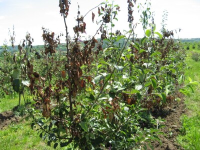 Voćnjaci u Topoli pod jakim napadom bolesti