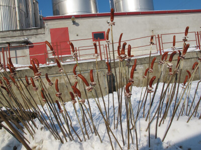 22. svibnja – sveti Vinko - blagdan vinara  i vinogradara postao je turistička atrakcija 22. svibnja – sveti Vinko - blagdan vinara  i vinogradara postao je turistička atrakcija