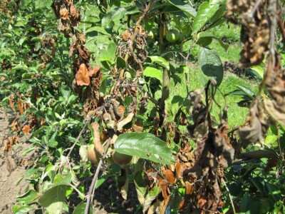 Osušene grane na stablima