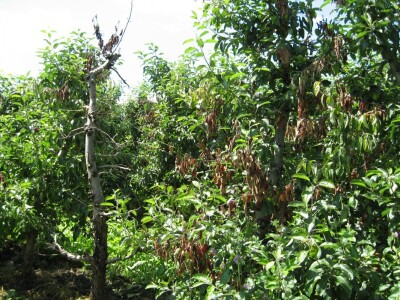 Bolest zahvatila i starije zasade
