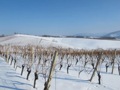 22. svibnja – sveti Vinko - blagdan vinara  i vinogradara postao je turistička atrakcija