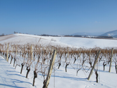 22. svibnja – sveti Vinko - blagdan vinara  i vinogradara postao je turistička atrakcija 22. svibnja – sveti Vinko - blagdan vinara  i vinogradara postao je turistička atrakcija